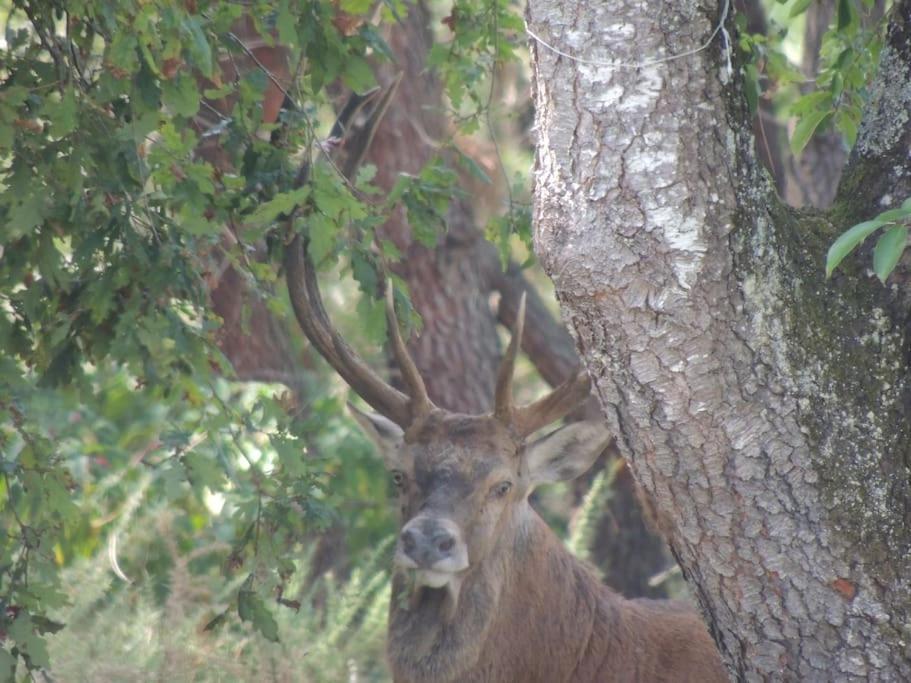 Entre Chevreuil Et Cerf Villa Belin-Beliet Ngoại thất bức ảnh